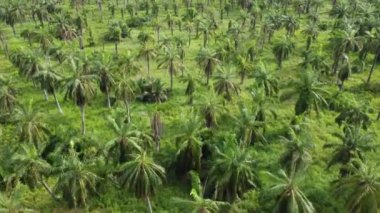 Gökyüzüne bakın yeşil hindistan cevizi ağacı fidanlığı