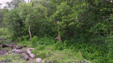 Mangrove ağacı ağaca maymun atlayışı yüzünden el sallıyor..