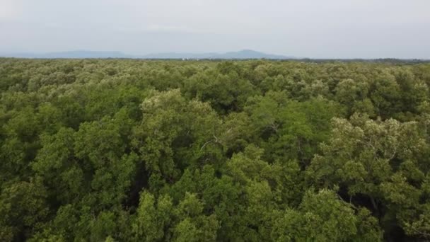 Zöld Mangrove Erdő Légi Kilátással Természeti Jelenet Malajziában — Stock videók