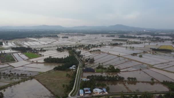 Vuelo Aéreo Sobre Plantación Coco Cerca Viviendas Rurales Malasia — Vídeo de stock