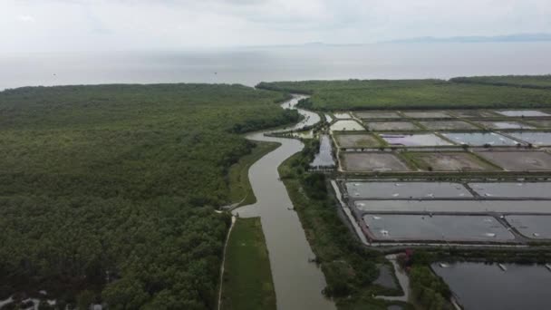 Fly River Separate Shrimp Farm Mangrove Tree Forest Perak Malaysia — стокове відео