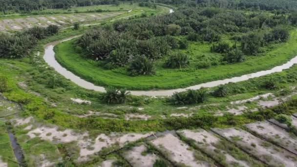 Drone Tiro Replantación Plantación Cerca Arbusto Árbol Verde — Vídeo de stock