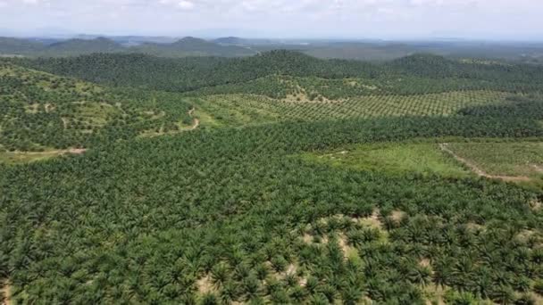 Aerial View Green Oil Palm Farm Sunny Afternoon — 图库视频影像