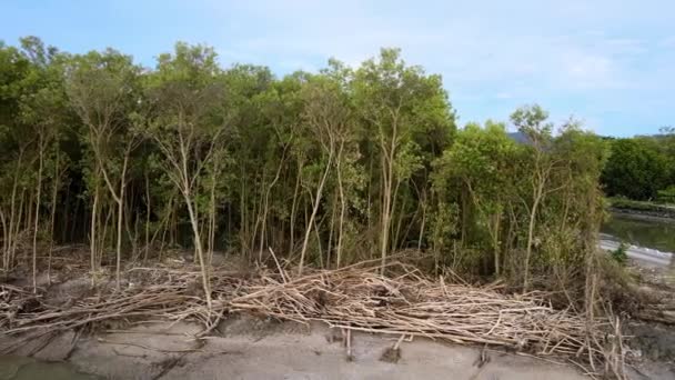 Glissant Sur Arbre Mangrove Mort Près Côte — Video