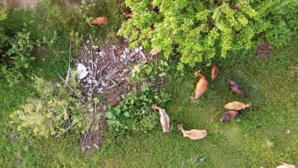 Aerial Look Cows Grazing Grass Rubbish Dump — 图库视频影像