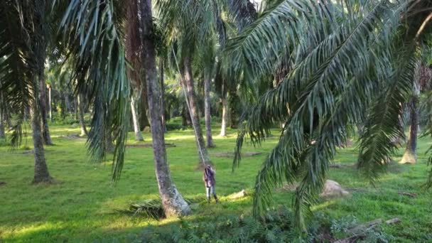 Bukit Mertajam Penang Malasia Feb 2021 Agricultor Corta Fruta Palma — Vídeos de Stock