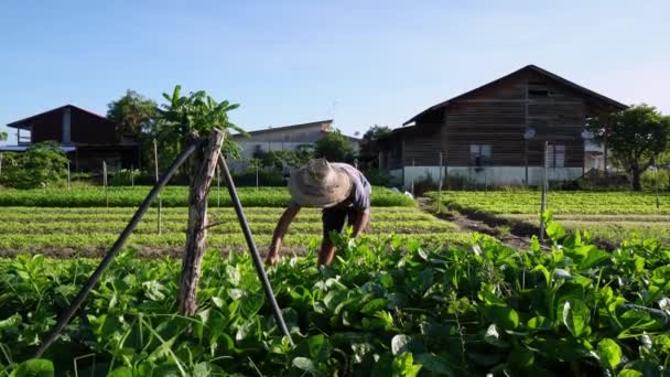 Bukit Mertajam Penang Malezya Kasım 2021 Çiftçi Sabahın Erken Saatlerinde — Stok video