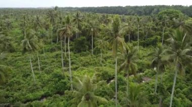 Doğal Malezya 'da havadan bakıldığında hindistan cevizi tarlası