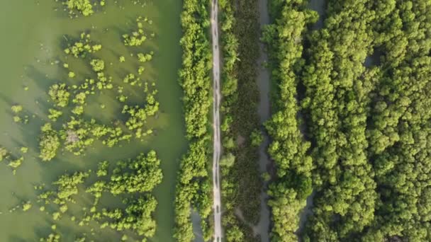 Aerial Terbang Atas Jalan Hutan Mangrove Rawa — Stok Video