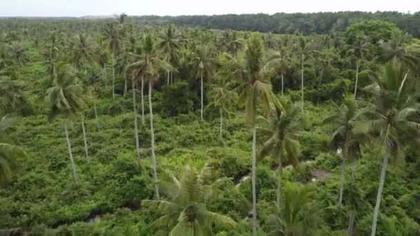 Кокосовая Плантация Воздуха Естественной Сельской Местности Малайзии — стоковое видео