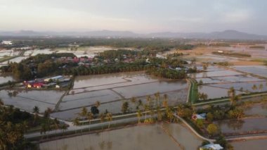 Malezya kırsalındaki çeltik tarlasında akşam güneşinin güzel rengi