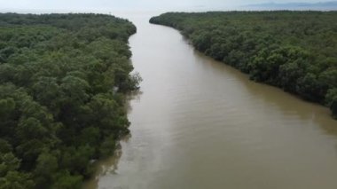 Nehir kıyısındaki mangrov ağacıyla havadan uçuyor.