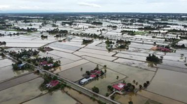 Malezya 'nın Pulau Pinang köyü yakınlarındaki çeltik tarlasının hava manzaralı su mevsimi