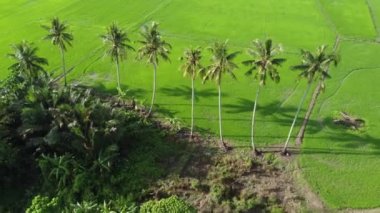 Çeltik tarlası yakınlarındaki hindistan cevizi ağaçlarına doğru inen hava aracı.