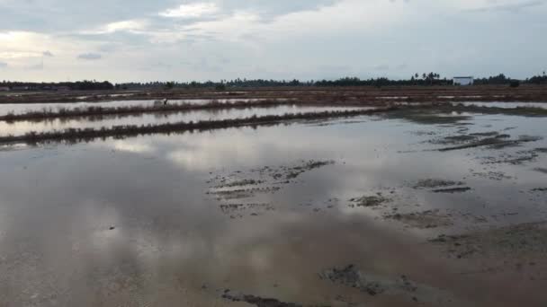 Létat Přes Farmáře Práce Farmě Přenášet Pesticidy Rýžových Polích — Stock video