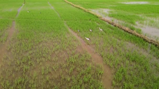 Asiático Openbill Cegonha Pássaro Procura Alimentos Campo Paddy Verde — Vídeo de Stock