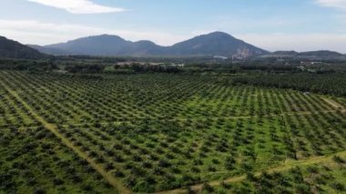 Gökyüzü küçük ve genç yeşil palmiye yeniden ekimi üzerinde uçar