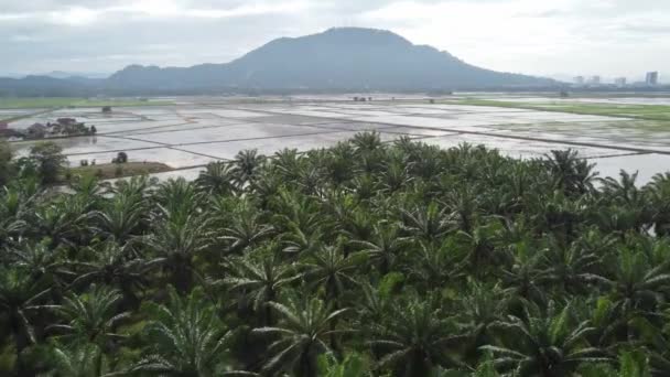 Vista Aérea Mova Sobre Palmeira Óleo Perto Campo Arrozais Inundado — Vídeo de Stock