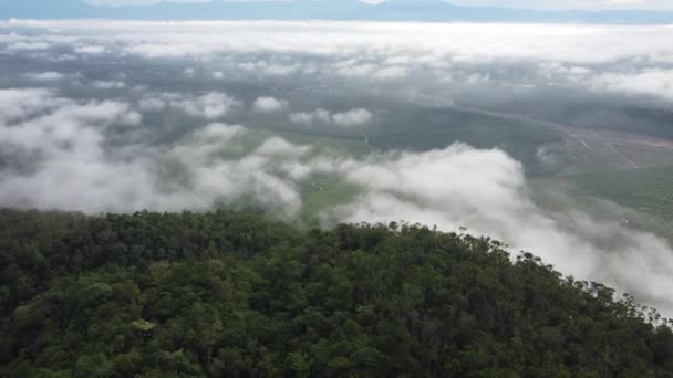 Vista Aérea Nube Baja Plantación Vista Desde Colina — Vídeos de Stock