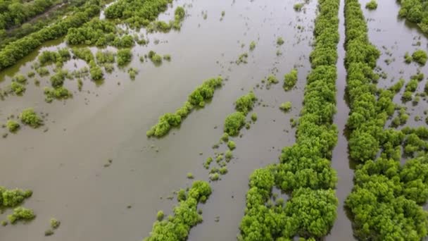 Vue Aérienne Vers Bas Des Zones Humides Jeunes Mangroves — Video