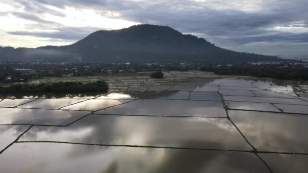 Vista Aérea Ascendente Mirar Hacia Abajo Arrozal Temporada Cultivo Riego — Vídeo de stock