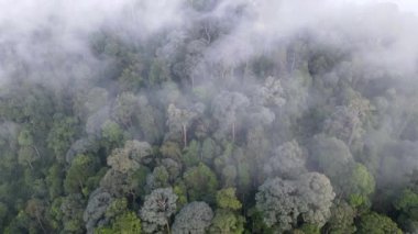 Malezya yağmur ormanlarında hava görüntüsü sisli bulutlu sabah hareketi