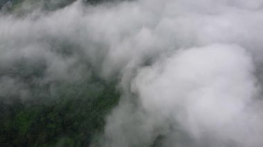 Hava manzarası aşağı bakıyor. Beyaz sabah puslu bulutları ormanda hareket ediyor.