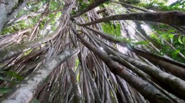 Ormandaki Banyan ağacının köküne doğru yavaşça ilerleyin.