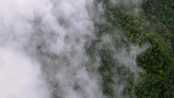 Vista Drone Nebbia Nuvolosa Bassa Nella Foresta Pluviale Tropicale Della — Video Stock