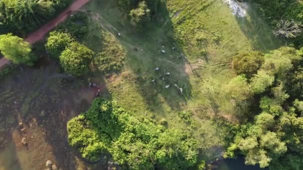 Luftaufnahme Einer Gruppe Von Büffeln Torfmoor — Stockvideo