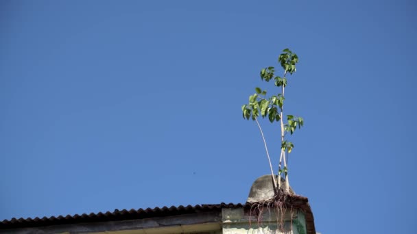 Zielona Roślina Rośnie Dachu Błękitnym Niebie — Wideo stockowe