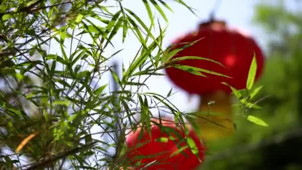 Seleccionar Foco Planta Bambú Con Fondo Linterna Roja — Vídeo de stock