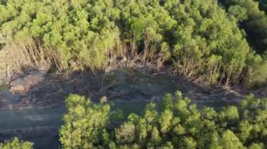 Mangrove ağacı bataklık bölgesinde kesilir.