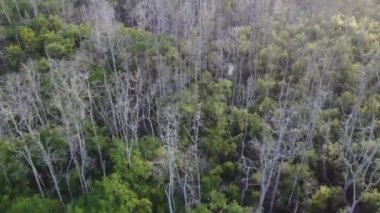 Malezya 'da ormandaki kuru ağaç mangrovu.