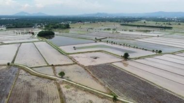 Traktörlerin drone atışları su çeltik tarlasında çalışıyor.