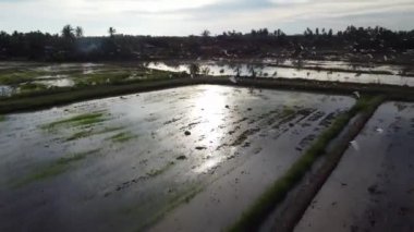 Beyaz balıkçıl kuşları çeltik tarlasında uçar.