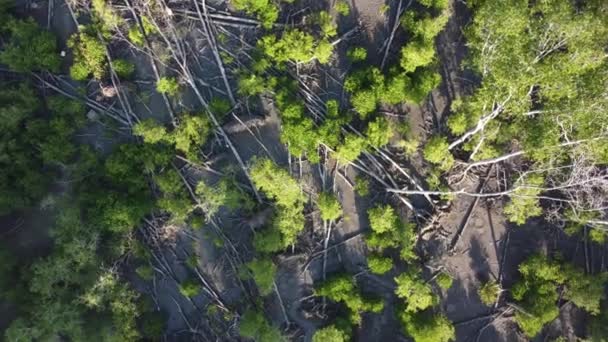 Aérien Tourner Descendre Regarder Mangrove Sèche Mort Tronc Arbre — Video