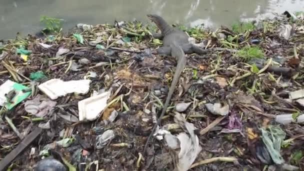 Üst Ekran Kertenkele Çöplük Nehir Kıyısında Yiyecek Arıyor — Stok video