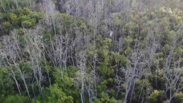 Száraz Csupasz Mangrove Erdőben Malajziában — Stock videók