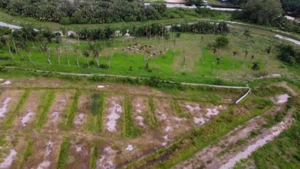 Grupo Vista Aérea Vacas Plantación País Asean — Vídeo de stock