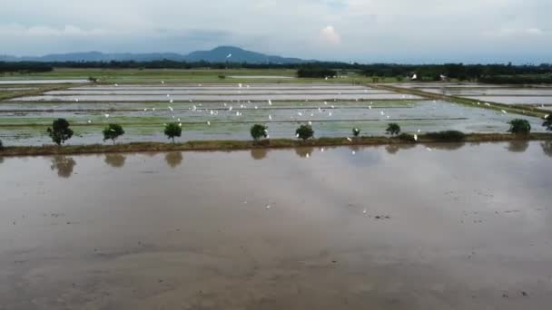 Panning Egret Ptáci Létat Obdělávat Rýžové Pole Podle Traktory — Stock video