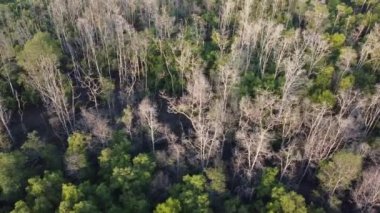 Havadan dön ve alçal Kuru mangrov ağacına bak