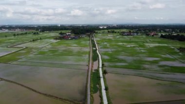 Çeltik tarlasında hava manzaralı yeşil kırsal yol
