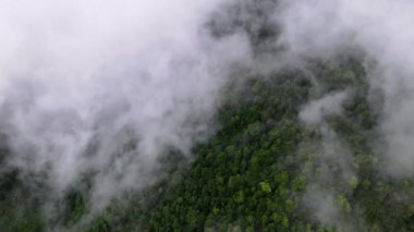 Sabah tropikal yağmur ormanları alçak deniz bulutlarını hareket ettiriyor.