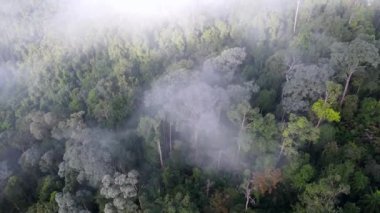 Malezya yağmur ormanlarına sabah deniz bulutlarıyla kaplanmış havadan bir bakış.