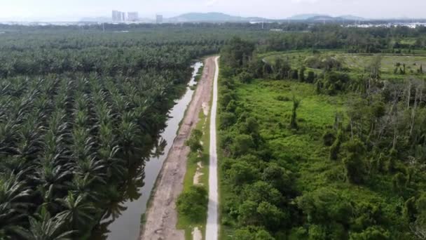Ruch Powietrza Nad Drogą Wiejską Pobliżu Palmy Olejowej Plantacji Zielonych — Wideo stockowe
