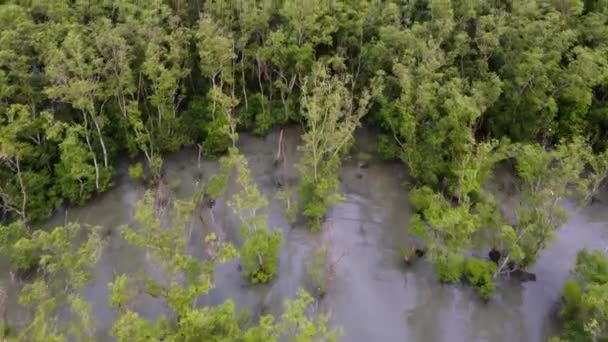 Letecký Pohled Přeletět Podívat Dolů Mangrovníkový Les Blízkosti Pobřeží — Stock video