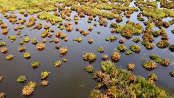 Luchtfoto Wetland Van Maleisië Zonneschijn Uur — Stockvideo