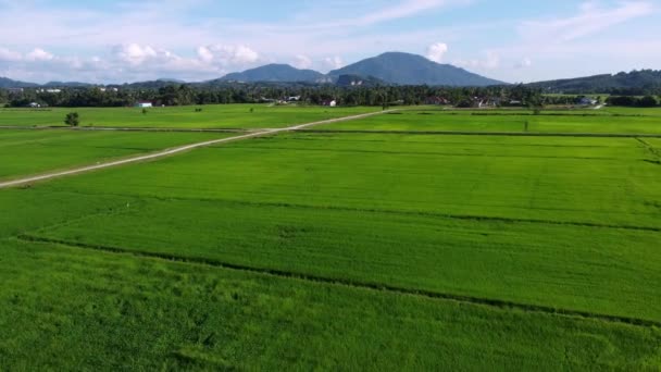 Luftflug Über Natürliches Grünes Reisfeld Freien Bei Blauem Himmel — Stockvideo