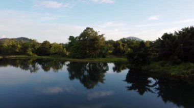 Sudaki ağacın yansımasının üzerinde uçan bir hava.